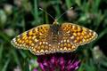 Melitaea_phoebe_f1310