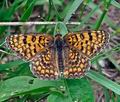 Melitaea_phoebe_pd3585