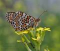 Melitaea_phoebe_pd3587