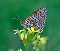 Melitaea_phoebe_pd3588