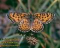 Melitaea_trivia_4402