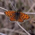 Melitaea_trivia_ah2635