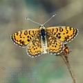 Melitaea_trivia_ed3841