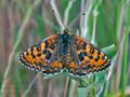 Melitaea_trivia_ja5873s