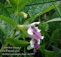 Melittis_melissophyllum_da5997