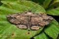Menophra_abruptaria_cy4281s