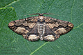 Menophra_abruptaria_jj3713s