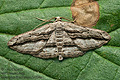 Menophra_thuriferaria_ji4174s