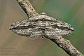 Menophra_thuriferaria_ji4270s