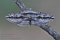Menophra_thuriferaria_re6480