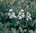 Menyanthes_trifoliata_4113