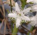 Menyanthes_trifoliata_aa9389