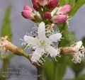 Menyanthes_trifoliata_aa9397