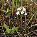 Menyanthes_trifoliata_bc2552