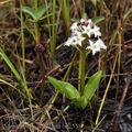 Menyanthes_trifoliata_bc2558