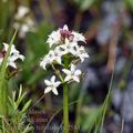 Menyanthes_trifoliata_bc2584