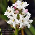 Menyanthes_trifoliata_bc2598