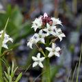 Menyanthes_trifoliata_bc2608