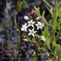 Menyanthes_trifoliata_bc2616