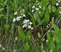 Menyanthes_trifoliata_br6131