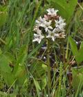 Menyanthes_trifoliata_br6136