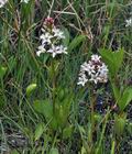 Menyanthes_trifoliata_br6148