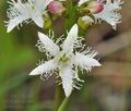 Menyanthes_trifoliata_br6162