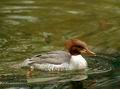 Mergus_merganser_8121