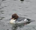 Mergus_merganser_ba1716