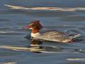 Mergus_merganser_bp6444