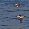 Mergus_merganser_bp6831