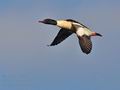 Mergus_merganser_bp6902