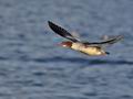 Mergus_merganser_bp6940