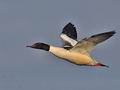 Mergus_merganser_bp7023