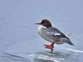 Mergus_merganser_cg3617