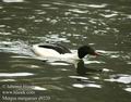 Mergus_merganser_d9320