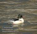 Mergus_merganser_dc2355