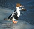 Mergus_merganser_dc3716