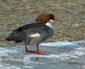 Mergus_merganser_dc3808