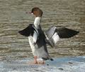 Mergus_merganser_dc3849