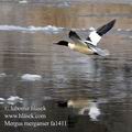 Mergus_merganser_fa1411