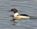 Mergus_merganser_hf9639