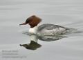 Mergus_merganser_hg1710