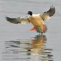 Mergus_merganser_hg1852