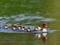 Mergus_merganser_md2887