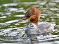 Mergus_merganser_md3071