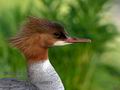 Mergus_merganser_md3517