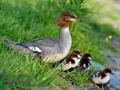 Mergus_merganser_md3546