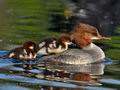 Mergus_merganser_md3581