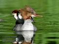 Mergus_merganser_md3748